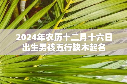 2025年农历十二月十六日出生男孩五行缺木起名