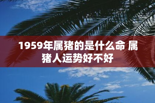 1959年属猪的是什么命 属猪人运势好不好