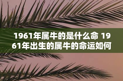 1961年属牛的是什么命 1961年出生的属牛的命运如何