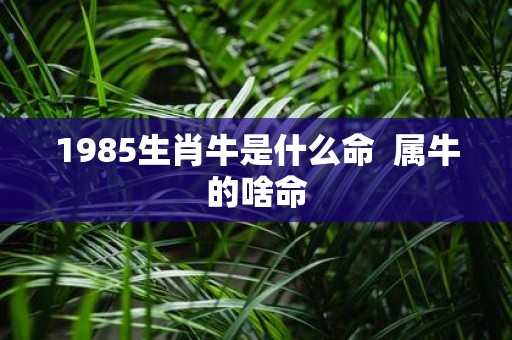 1985生肖牛是什么命 属牛的啥命