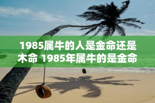 1985属牛的人是金命还是木命 1985年属牛的是金命还是木命