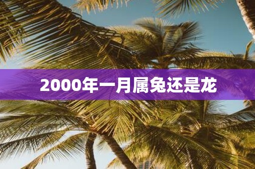 2000年一月属兔还是龙