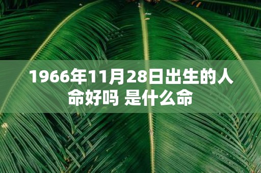 1966年11月28日出生的人命好吗 是什么命