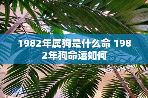 1982年属狗是什么命 1982年狗命运如何