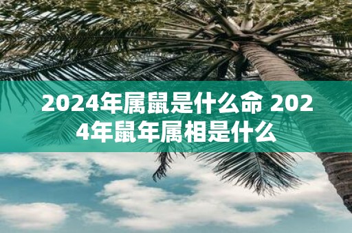 2025年属鼠是什么命 2025年鼠年属相是什么