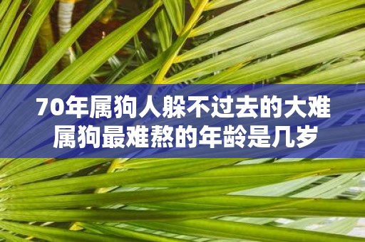 70年属狗人躲不过去的大难 属狗最难熬的年龄是几岁