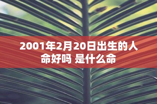 2001年2月20日出生的人命好吗 是什么命