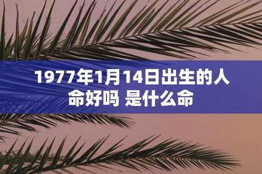 1977年1月14日出生的人命好吗 是什么命