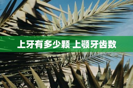上牙有多少颗 上颚牙齿数