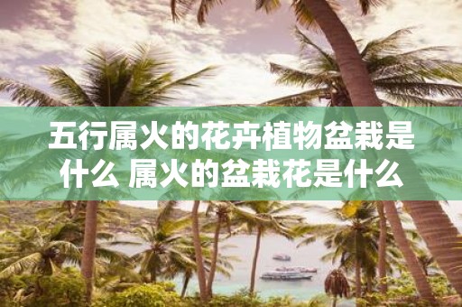 五行属火的花卉植物盆栽是什么 属火的盆栽花是什么