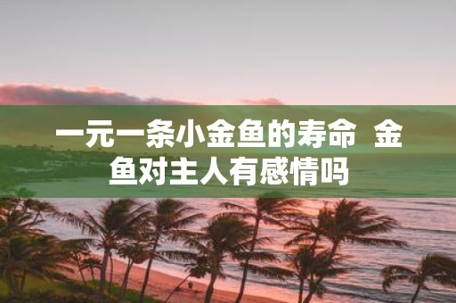 一元一条小金鱼的寿命 金鱼对主人有感情吗