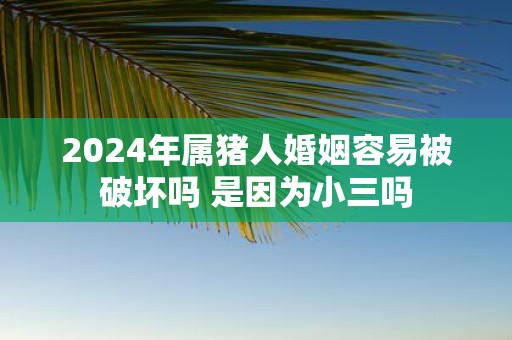 2025年属猪人婚姻容易被破坏吗 是因为小三吗