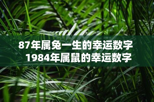 87年属兔一生的幸运数字 1984年属鼠的幸运数字