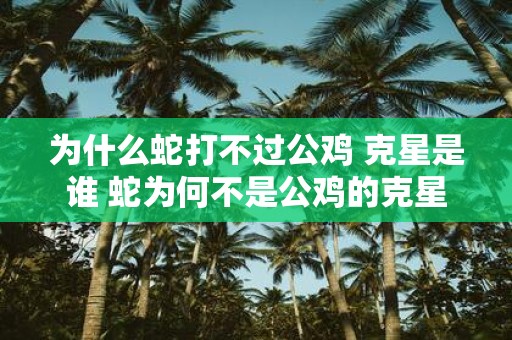 为什么蛇打不过公鸡 克星是谁 蛇为何不是公鸡的克星