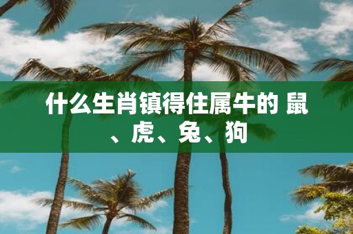 什么生肖镇得住属牛的 鼠、虎、兔、狗