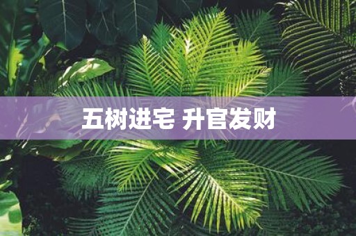五树进宅 升官发财