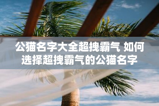 公猫名字大全超拽霸气 如何选择超拽霸气的公猫名字