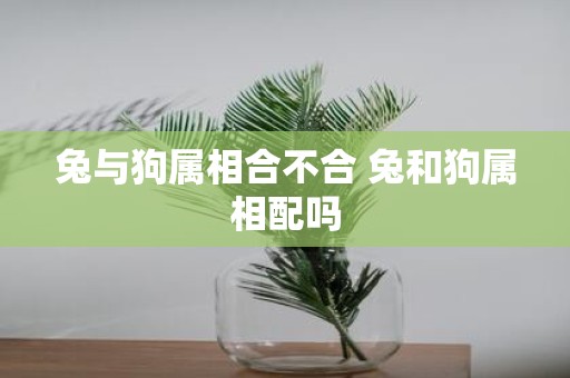 兔与狗属相合不合 兔和狗属相配吗