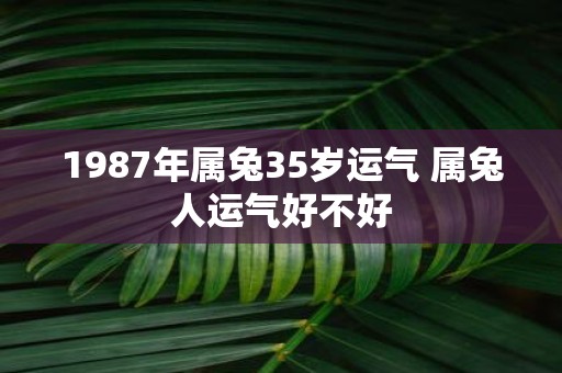 1987年属兔35岁运气 属兔人运气好不好