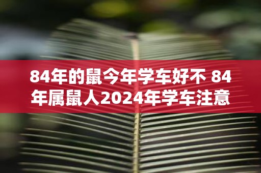 84年的鼠今年学车好不 84年属鼠人2025年学车注意事项