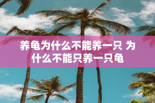 养龟为什么不能养一只 为什么不能只养一只龟