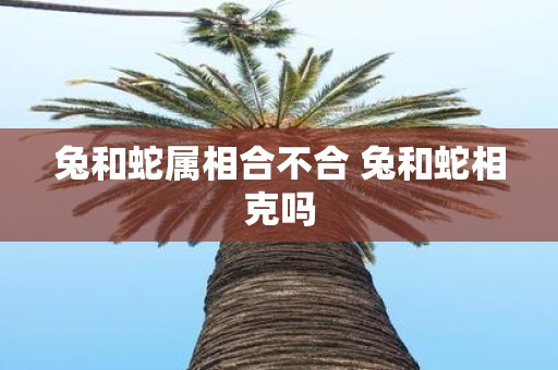 兔和蛇属相合不合 兔和蛇相克吗