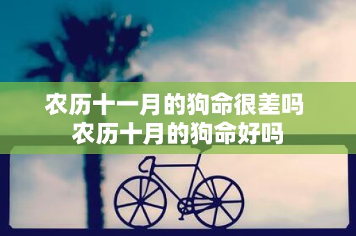 农历十一月的狗命很差吗 农历十月的狗命好吗