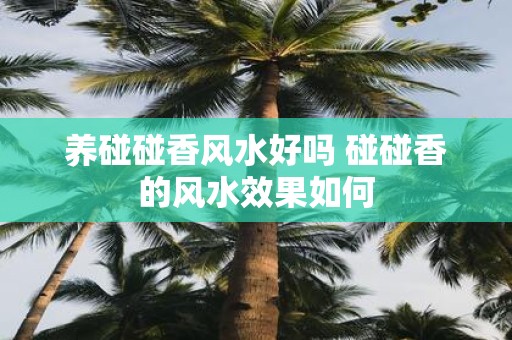 养碰碰香风水好吗 碰碰香的风水效果如何