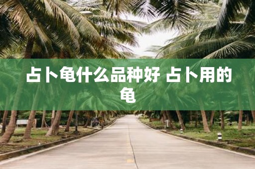 占卜龟什么品种好 占卜用的龟