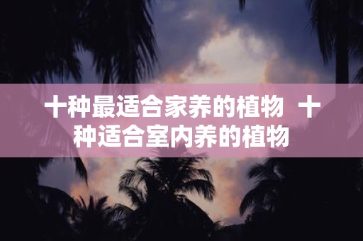 十种最适合家养的植物 十种适合室内养的植物