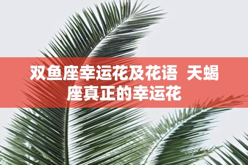 双鱼座幸运花及花语 天蝎座真正的幸运花