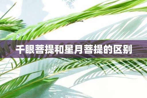 千眼菩提和星月菩提的区别