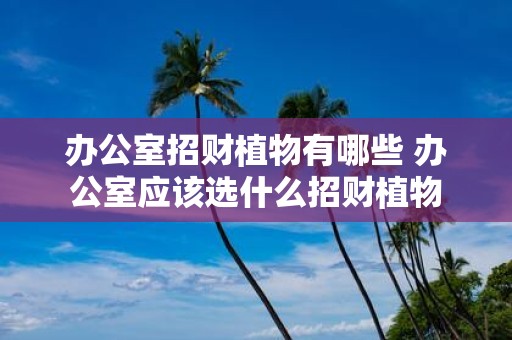 办公室招财植物有哪些 办公室应该选什么招财植物