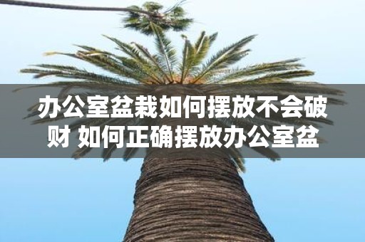 办公室盆栽如何摆放不会破财 如何正确摆放办公室盆栽避免破财