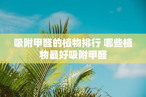 吸附甲醛的植物排行 哪些植物最好吸附甲醛