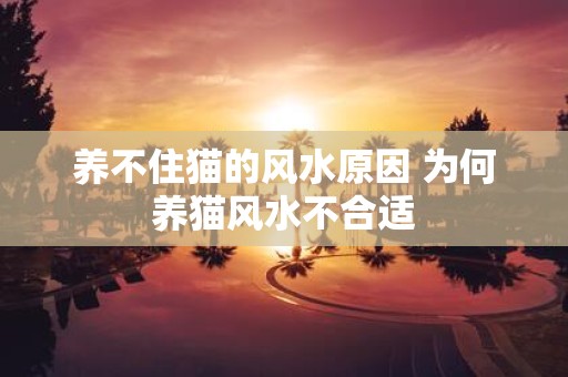 养不住猫的风水原因 为何养猫风水不合适