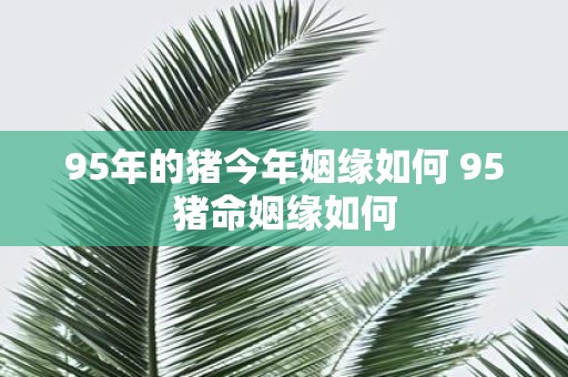 95年的猪今年姻缘如何 95猪命姻缘如何