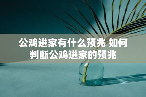公鸡进家有什么预兆 如何判断公鸡进家的预兆