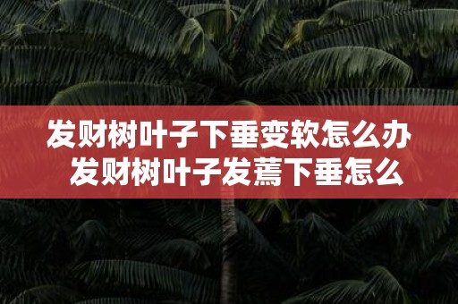 发财树叶子下垂变软怎么办 发财树叶子发蔫下垂怎么挽救