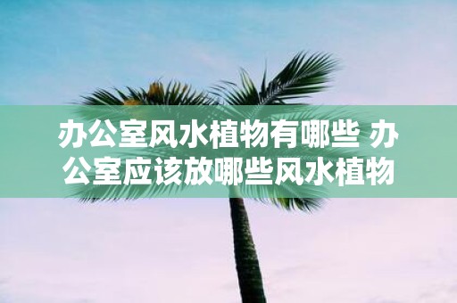办公室风水植物有哪些 办公室应该放哪些风水植物