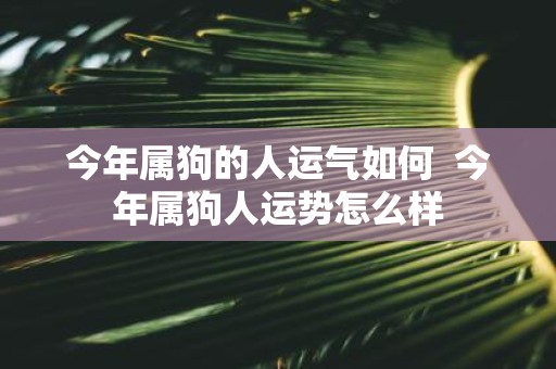 今年属狗的人运气如何 今年属狗人运势怎么样