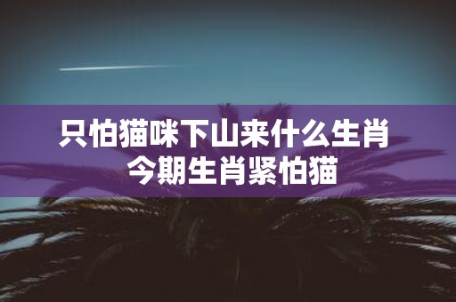 只怕猫咪下山来什么生肖 今期生肖紧怕猫