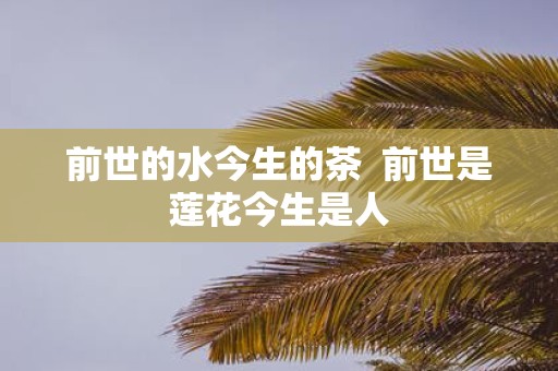 前世的水今生的茶 前世是莲花今生是人