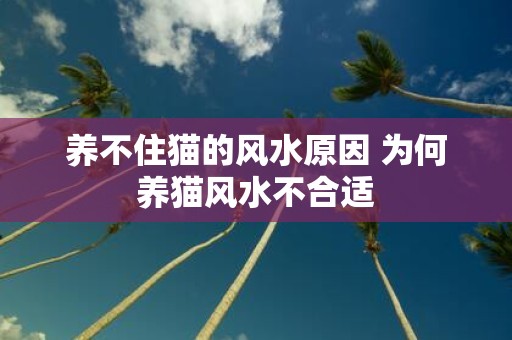 养不住猫的风水原因 为何养猫风水不合适