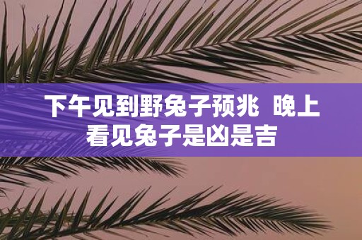 下午见到野兔子预兆 晚上看见兔子是凶是吉