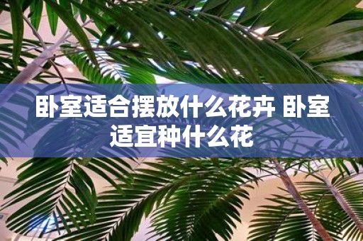 卧室适合摆放什么花卉 卧室适宜种什么花