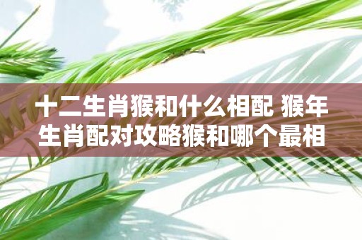 十二生肖猴和什么相配 猴年生肖配对攻略猴和哪个最相配