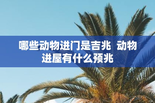 哪些动物进门是吉兆 动物进屋有什么预兆