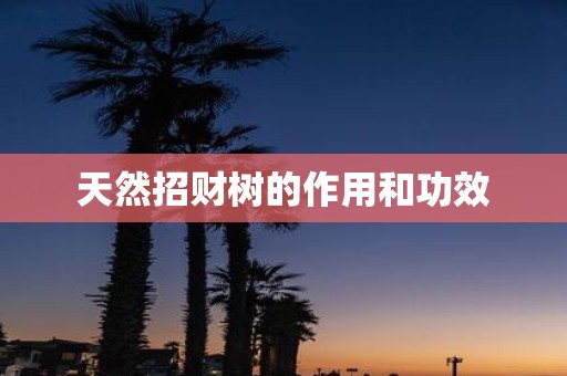 天然招财树的作用和功效