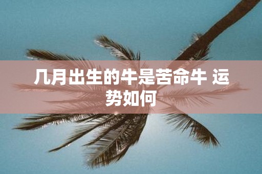 几月出生的牛是苦命牛 运势如何